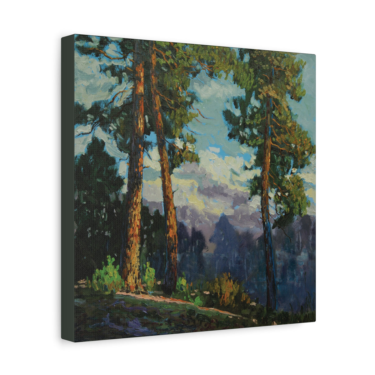 Sunlit Pines Canvas Print