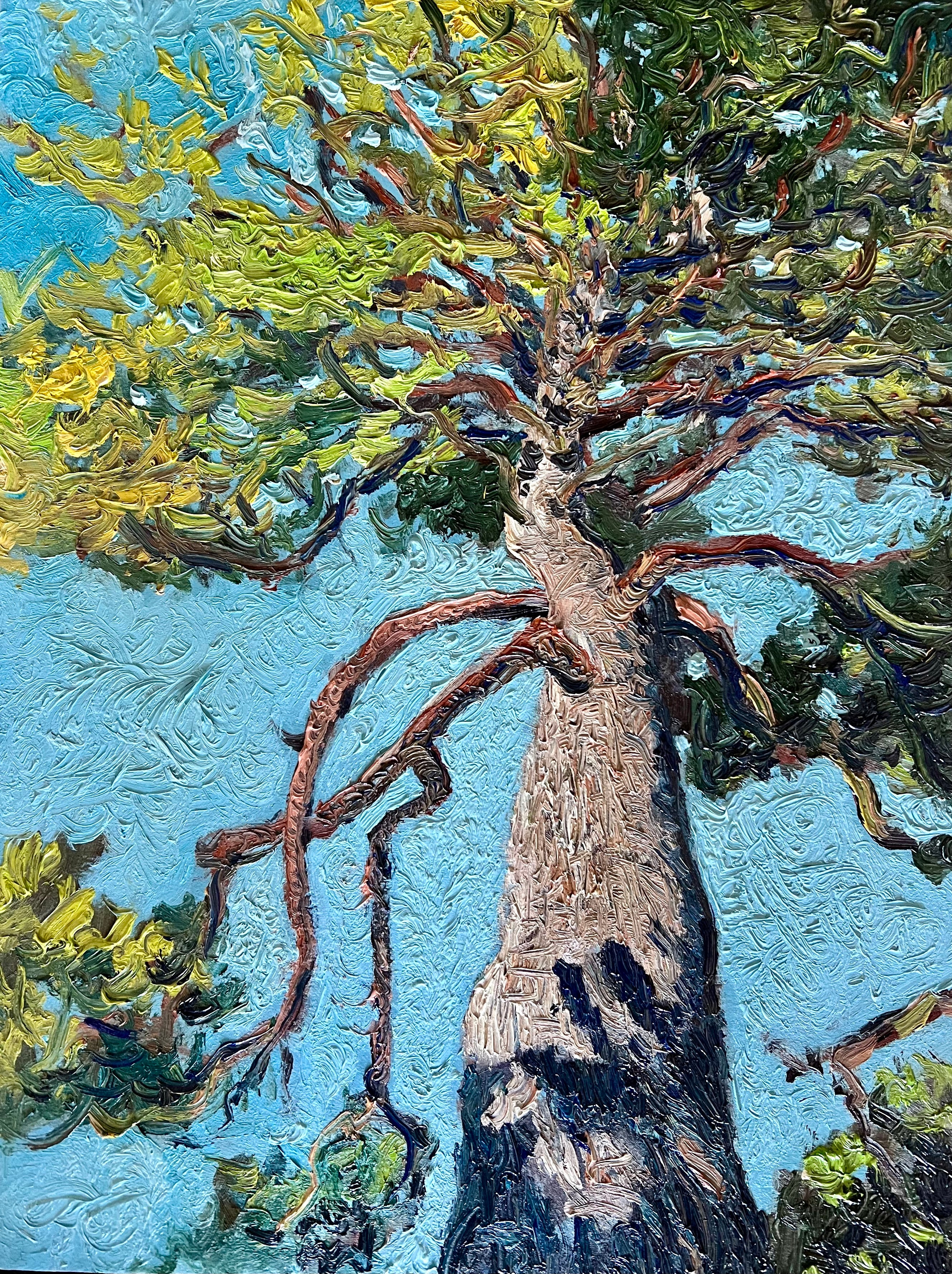 Looking Up — Tree Study